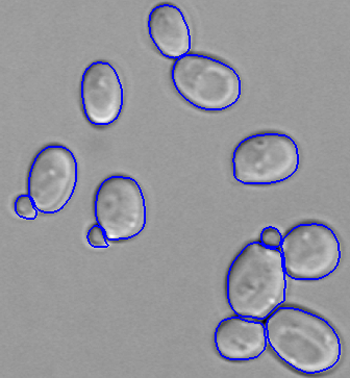 Outlined brightfield yeast cells