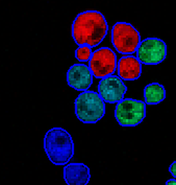 Outlined fluorescent yeast cells